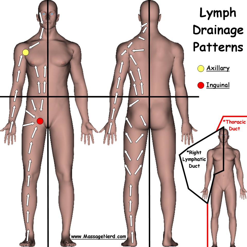 lymphatic system drainage patterns