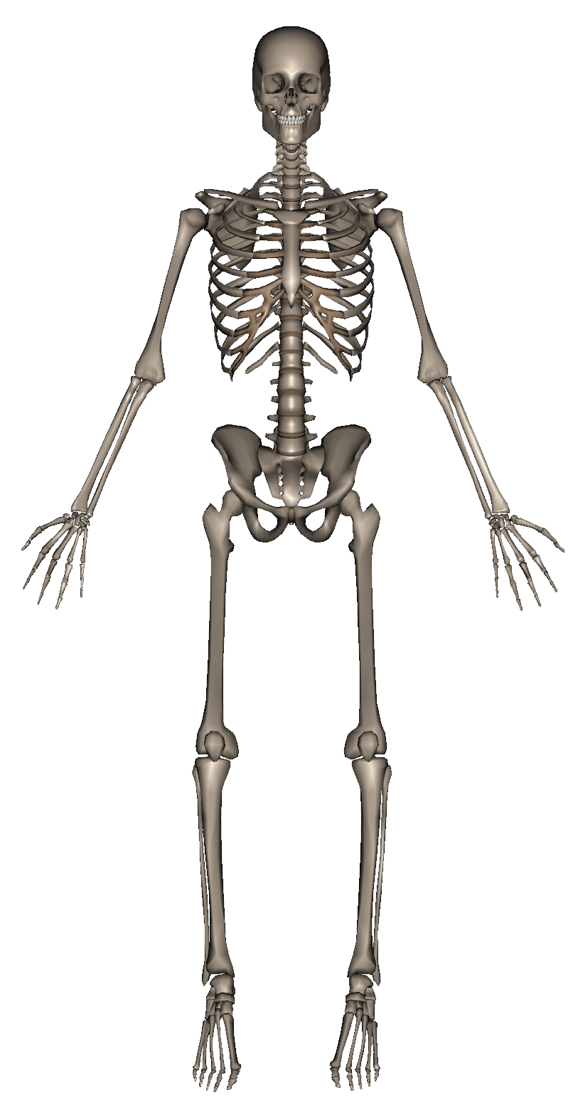 Index of /new/body_parts_bones