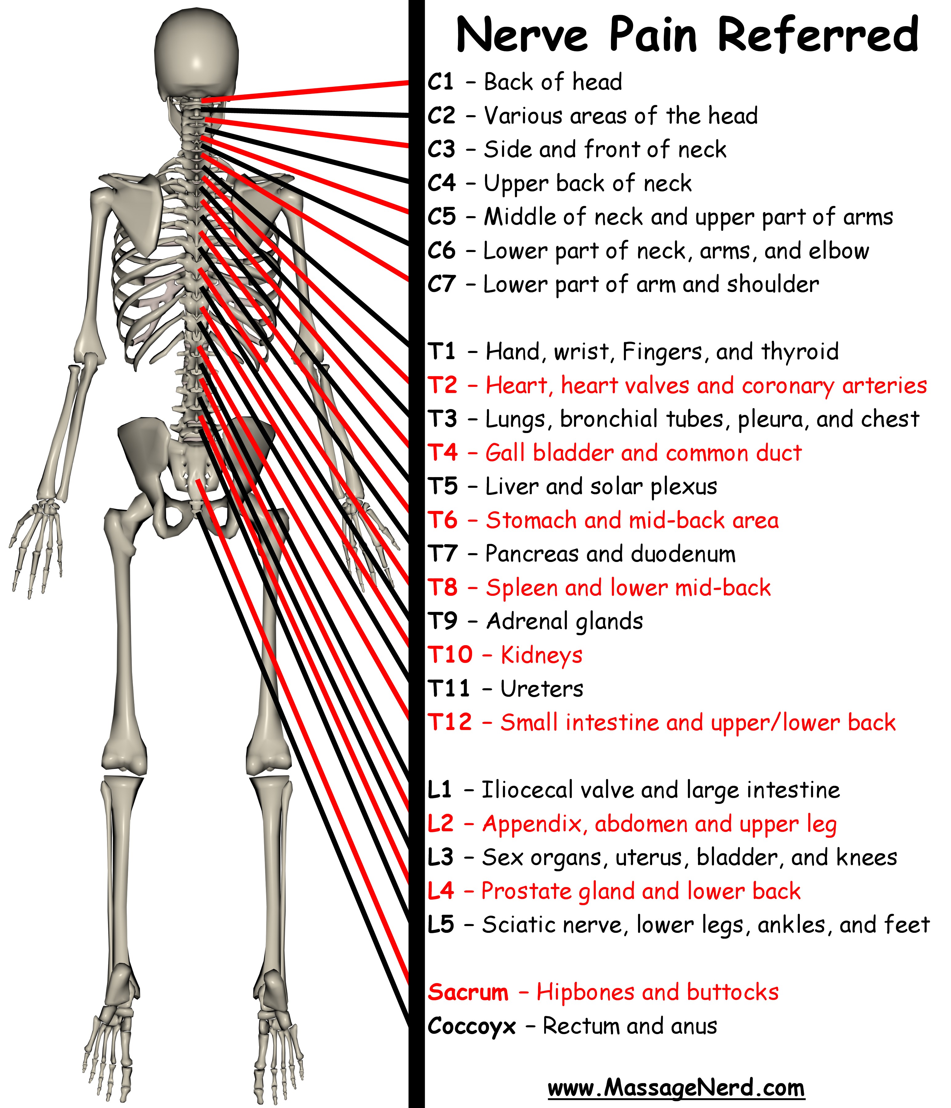 most nerve endings in body